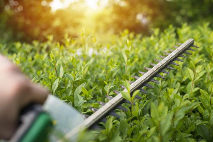 Des parcelles soignées et productives